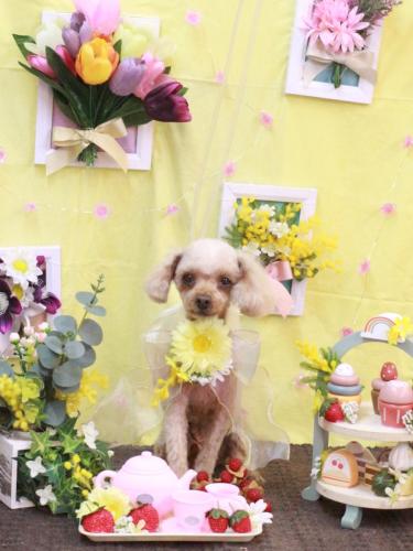 20230308きなこちゃん